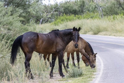 Mexican Horses in Big Bend NP 2022